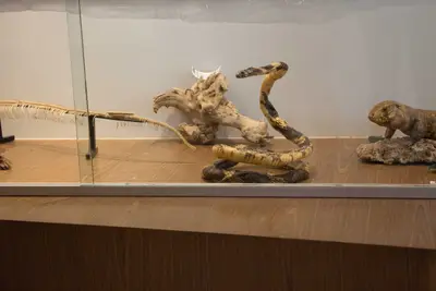 Aula de campo - Museu de Morfologia UFRN, 2019