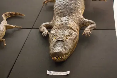 Aula de campo - Museu de Morfologia UFRN, 2019
