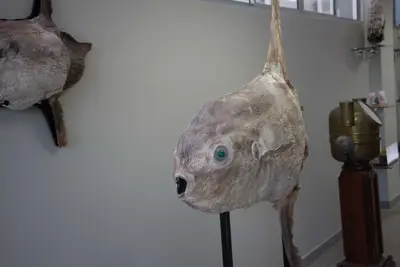 Aula de campo - Pipa, 2019